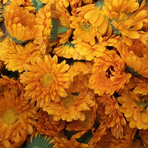 Calendula