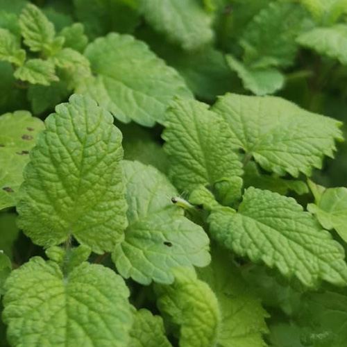 Mélisse en compagnie des noix coques BIO